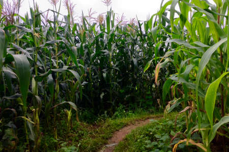 Beautiful Maize farm of farmer and small tiny off road in the middle