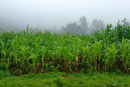 Green organic maize farm with cloud in the rural place of Nepalの写真素材