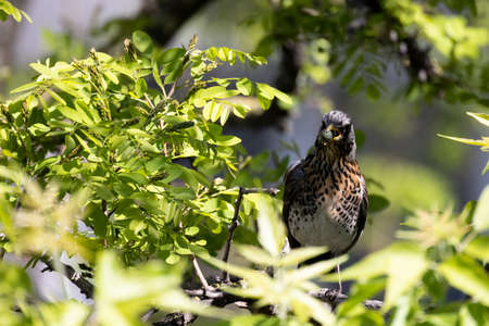 Sweet fieldfare sitting on the tree with some king of food in the beat.