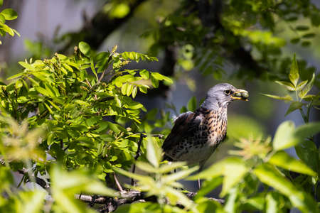 Sweet fieldfare sitting on the tree with some king of food in the beat.の写真素材