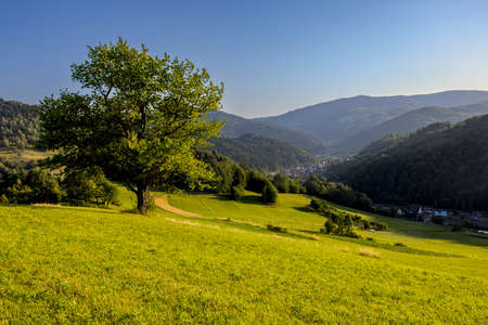 Landscape view, single tree on the hill mountains, small city, daylight, clear sky, summerの写真素材