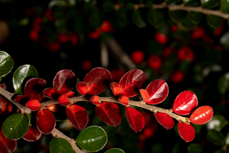 Sweet macro of rockspray cotoneaster with blurred dark bouground with its fruits. Nature picture,...