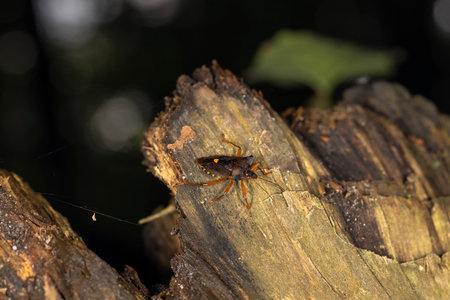 Dreaming on the leaf. beautiful crowned orbweaver (spider) staying on the leaf and waiting for the...