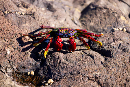 A little crab caught in the daylight on the shore. Close-up photo.の写真素材