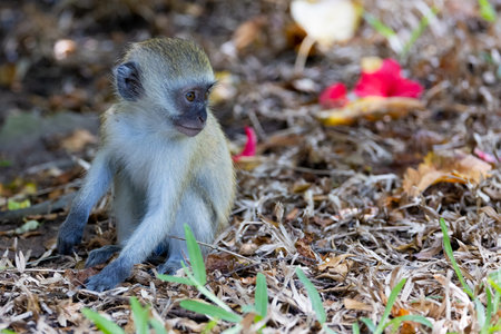 A close-up photo of a young Vervet Monkey sitting on the lush green grass in Kenya, looking curious...