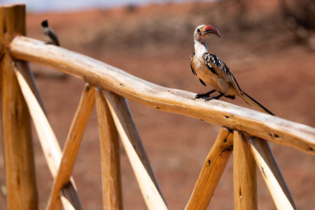 This stunning photo captures the striking Northern Red-billed Hornbill perched on a wooden fence in a Kenyan reserve. Its vibrant colors, from its red bill and eye-catching black and white feathers to its dark eye, make for a visually captivating image. The hornbill's curious expression and natural habitat in the background complete the scene, showcasing the bird's natural beauty and presence in the wildの写真素材