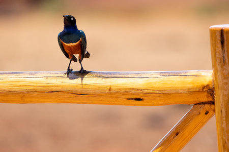 The Superb Starling in this photo is truly a sight to behold. Its iridescent feathers, ranging in shades of blue, green, and purple, glisten in the sun as it perches on a wooden fence in a Kenyan reserve. The bird's striking beauty and the natural setting behind it create a stunning image that highlights the bird's majesty in the wildの写真素材