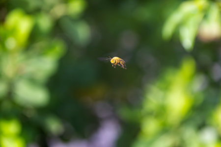 Photo of a busy honey bee captured mid-flight next to a flowers. The bee's wings are frozen in motion. This is an image that celebrates the beauty of nature.の写真素材