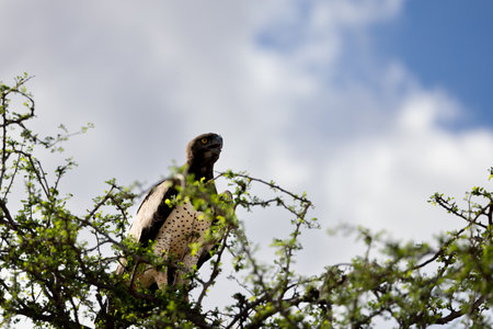 A close-up shot of a majestic martial eagle sitting on top of a tree with a blue sky background in the Kenyan Tsavo East reserveの写真素材