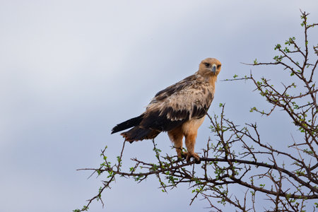 A majestic Tawny Eagle is captured perched on the top of a tree, its sharp eyes scanning the vast savannah of the Kenyan Tsavo East reserve. The blue sky with fluffy clouds in the background enhances the beauty of this stunning bird of preyの写真素材