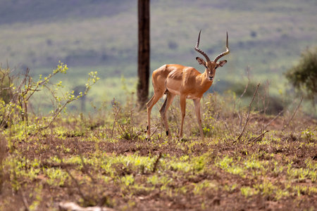 This photo captures the peaceful scene of an impala grazing on the golden savannah grasses of the Kenyan Tsavo East reserve. Its striking curved horns and delicate features create a sense of grace and elegance, perfectly adapted to the harsh environment of the African savannahの写真素材