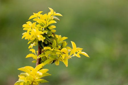 A beautiful closeup photo of golden dewdrops, also known as Duranta erecta, growing in the Kenyan Tsavo East reserve. The vibrant yellow and green hues of the plant are captured in stunning detailの写真素材