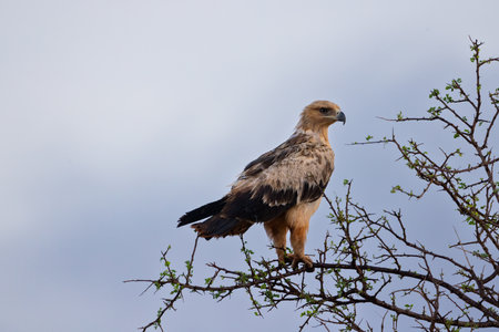 A majestic Tawny Eagle is captured perched on the top of a tree, its sharp eyes scanning the vast savannah of the Kenyan Tsavo East reserve. The blue sky with fluffy clouds in the background enhances the beauty of this stunning bird of preyの写真素材