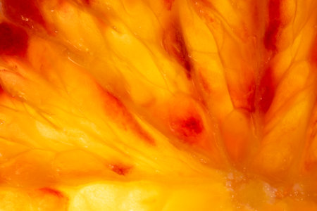 A captivating macro shot of a Sicilian orange slice, illuminated from below, revealing its vibrant orange color with hints of mesmerizing red elementsの写真素材