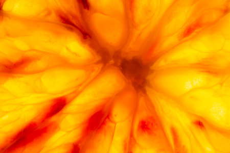 A captivating macro shot of a Sicilian orange slice, illuminated from below, revealing its vibrant orange color with hints of mesmerizing red elementsの写真素材