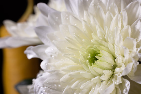 An enchanting macro shot revealing the mesmerizing beauty of a white Chinese aster, adorned with dew drops that add a touch of magicの写真素材