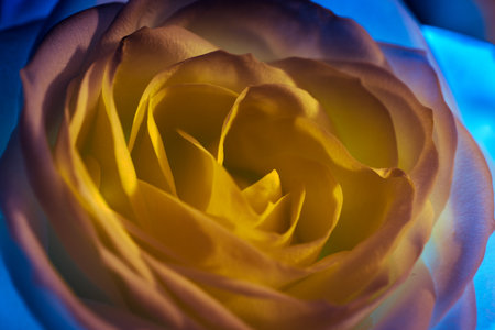 A mesmerizing macro capture revealing the delicate allure of a pristine golden rose.の写真素材