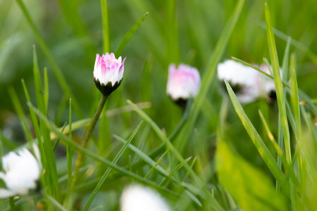 Discover the simple yet captivating beauty of a common daisy as it blossoms gracefully on a sun-kissed meadow, exuding an aura of pure innocence and natural allureの写真素材