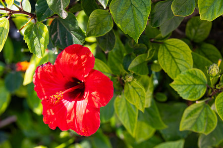 Explore the intricately allure of a Chinese Hibiscus as its vibrant petals take center stage, embraced by lush green leaves, an enchanting fusion of floral grace and natural foliage.の写真素材
