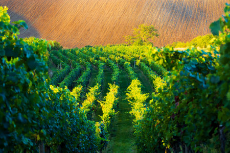 This captivating photo showcases the serene beauty of a vineyard at sunset. Countless rows of grapevines stretch as far as the eye can see, descending gently into the landscape. In the distance, the golden rays of the setting sun bathe a freshly plowed field in their warm light. It's a tranquil and picturesque scene, where the vineyard's bounty harmonizes with the tranquil glow of the evening sunの写真素材