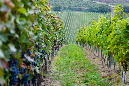 This enchanting photograph captures a vineyard's rustic charm on a gentle, rainy day. A winding path threads its way through lush vineyard bushes, and to the left, ripe clusters of dark grapes glisten with moisture. The scene evokes a sense of tranquility as the path gracefully descends, leading the eye towards more vine-covered fields in the distance. Raindrops add a shimmering touch to the leaves, creating a refreshing ambiance amidst the vineyard's green abundanceの写真素材