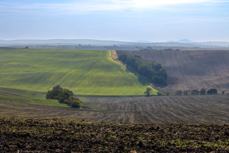 This captivating photo of Moravian fields showcases nature's artistry, cleverly divided by a swath of trees running through the center. The fields resemble a waving, wind-kissed carpet, with a lush green expansion on the left and a rich, brown-toned field on the right. In the foreground, even the brown field reveals hints of green, as if nature's vibrant spirit can't be contained by any single hue. This composition is a testament to the ever-changing and harmonious beauty of Moravia's landscapeの写真素材