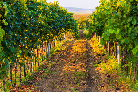 As the golden hour bathes the land in its warm embrace, this enchanting photo unveils a picturesque scene on a vineyard farm. A winding path meanders through lush grapevines, casting a magical glow upon the surroundings. The path gently descends into a serene valley, revealing rows of grapevine fields in the distance. It's a tranquil journey through the heart of a vineyard, where nature's beauty and the promise of a fruitful harvest come alive under the soft, golden lightの写真素材