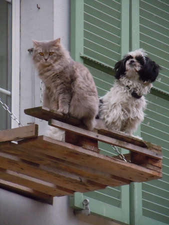 Cat and dog best friends sitting together at the balcony (vertical format)の写真素材