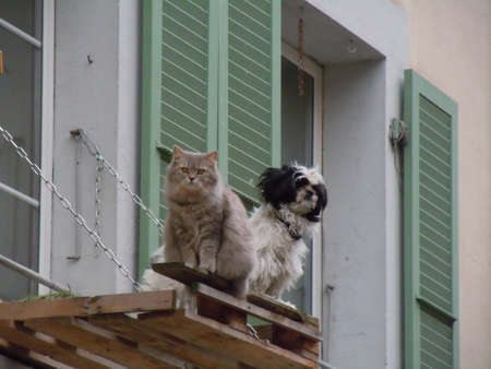Cat and dog best friends sitting together at the balconyの写真素材