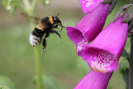 Bee in flight to foxgloveの写真素材