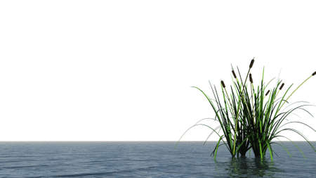 isolated water landscape and reed - 3d illustrationの写真素材