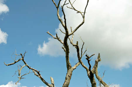 dead tree under cloudy blue sky
