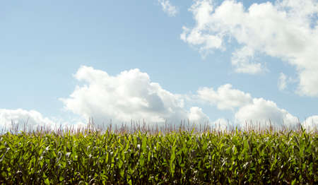 corn field under cloudy blue skyの写真素材
