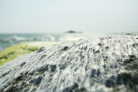 dry moss on sea stoneの写真素材