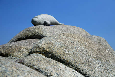 baby Dugong on stoneの写真素材