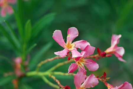 fresh pink flowerの写真素材