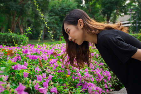 asian woman bent down to look at the purple flowers (Bougainvillea) with public park backgroundの写真素材