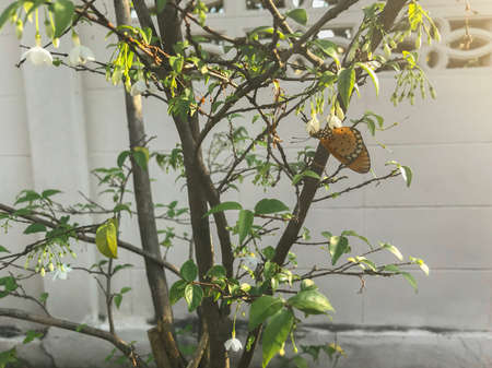 plain tiger butterfly , Danaus chrysippus on white flower and green leaf