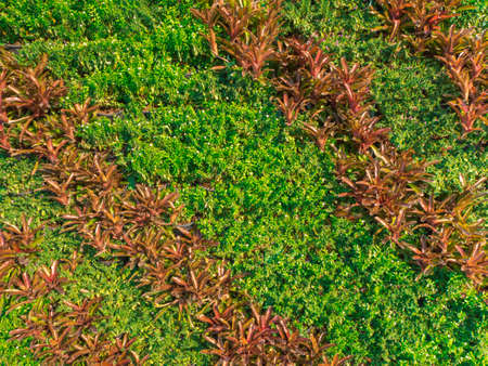 green and brown leaves on wall for background
