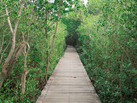view of wood bridge in Mangrove forest, Phetchaburi, Thailandの写真素材
