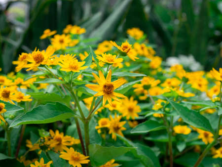 dramatic close up beautiful Little Yellow Star flower (Melampodium divaricatum) on green garden...
