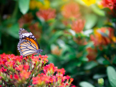 close up beautiful orange butterfly Common Tiger (Danaus genutia) on red flower with green garden backgroundの写真素材
