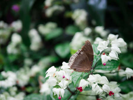 close up brown butterfly on white flower with garden background