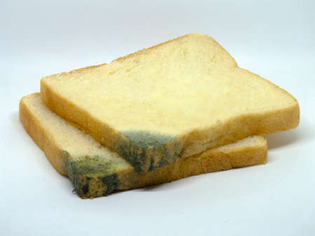 close up two growing bread mold (Rhizopus) on isolated white backgroundの写真素材
