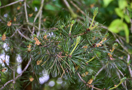 Pine needle