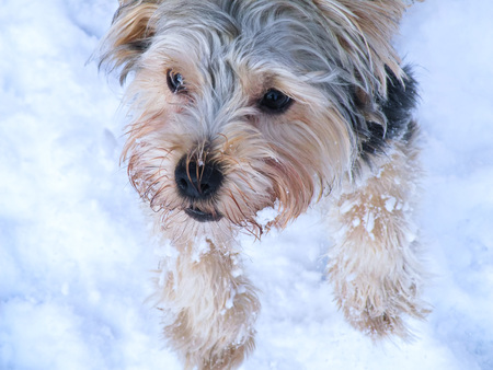 Yorkshire Terrier dog on snow during sunny day in winterの写真素材