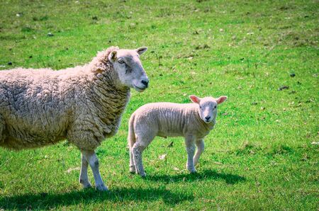 Two sheep in green meadow.の写真素材