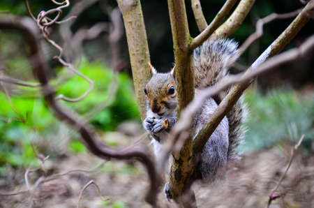 Squirrel siting on the tree and eating a nut.の写真素材