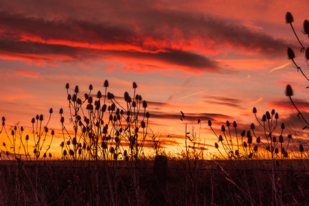 Photos of sunset with plants in the foreground, red yellow colorsの写真素材