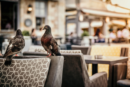 A couple of pigeon sitting on the chair at restaurantの写真素材